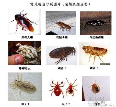 家裡出現昆蟲|家裡常見的小昆蟲以及如何消滅它們